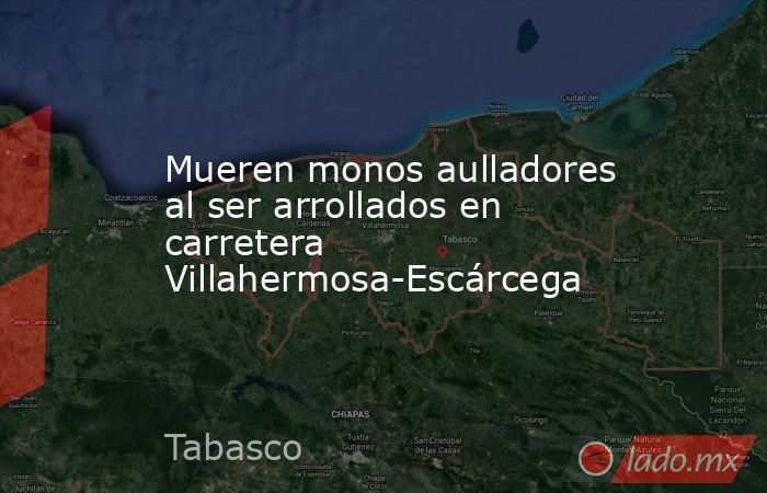 Mueren monos aulladores al ser arrollados en carretera Villahermosa-Escárcega. Noticias en tiempo real