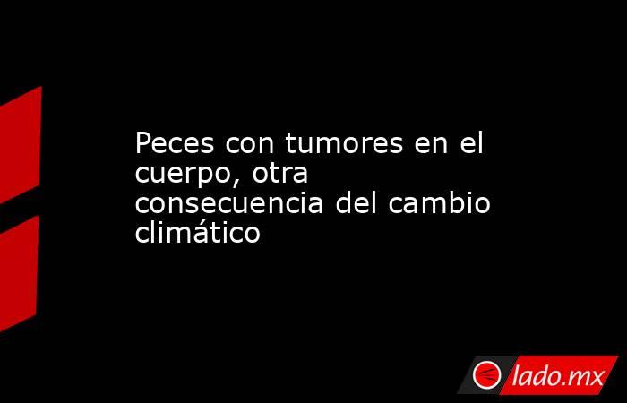 Peces con tumores en el cuerpo, otra consecuencia del cambio climático. Noticias en tiempo real