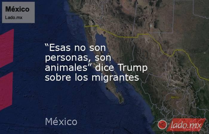 “Esas no son personas, son animales” dice Trump sobre los migrantes. Noticias en tiempo real