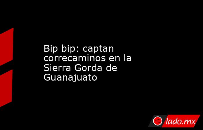 Bip bip: captan correcaminos en la Sierra Gorda de Guanajuato. Noticias en tiempo real