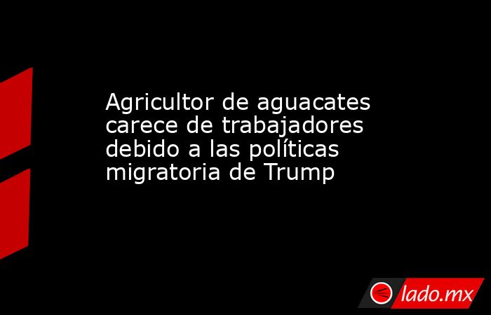 Agricultor de aguacates carece de trabajadores debido a las políticas migratoria de Trump. Noticias en tiempo real