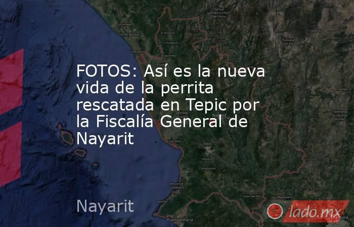 FOTOS: Así es la nueva vida de la perrita rescatada en Tepic por la Fiscalía General de Nayarit. Noticias en tiempo real
