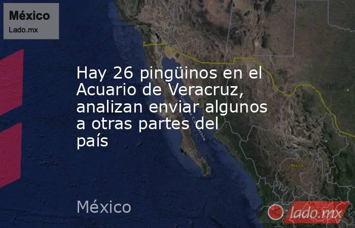 Hay 26 pingüinos en el Acuario de Veracruz, analizan enviar algunos a otras partes del país. Noticias en tiempo real