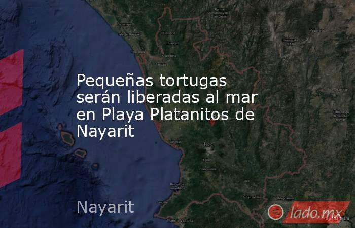 Pequeñas tortugas serán liberadas al mar en Playa Platanitos de Nayarit. Noticias en tiempo real