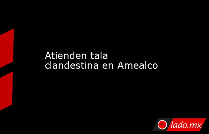 Atienden tala clandestina en Amealco. Noticias en tiempo real