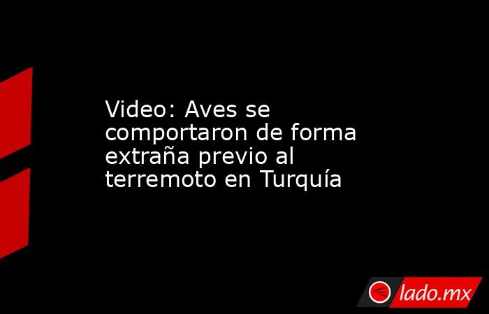 Video: Aves se comportaron de forma extraña previo al terremoto en Turquía. Noticias en tiempo real