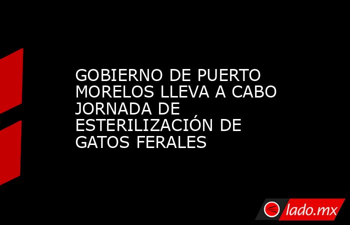GOBIERNO DE PUERTO MORELOS LLEVA A CABO JORNADA DE ESTERILIZACIÓN DE GATOS FERALES. Noticias en tiempo real