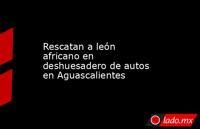 Rescatan a león africano en deshuesadero de autos en Aguascalientes. Noticias en tiempo real