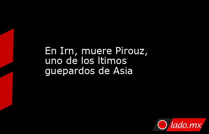 En Irn, muere Pirouz, uno de los ltimos guepardos de Asia. Noticias en tiempo real