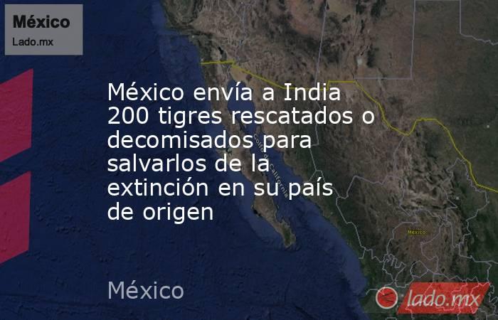 México envía a India 200 tigres rescatados o decomisados para salvarlos de la extinción en su país de origen. Noticias en tiempo real