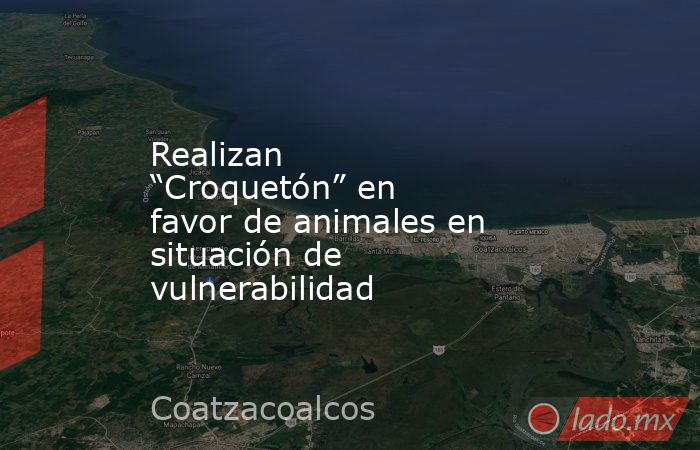 Realizan “Croquetón” en favor de animales en situación de vulnerabilidad. Noticias en tiempo real