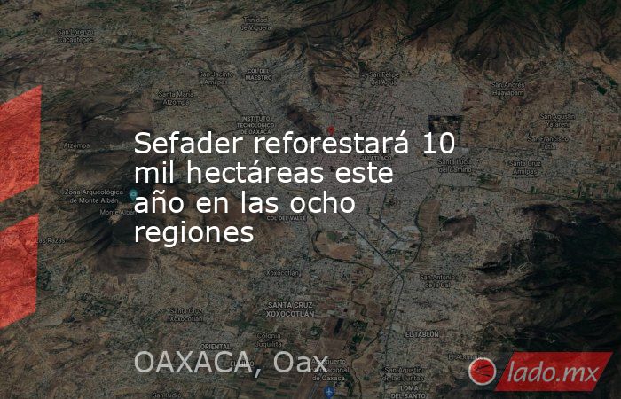 Sefader reforestará 10 mil hectáreas este año en las ocho regiones. Noticias en tiempo real