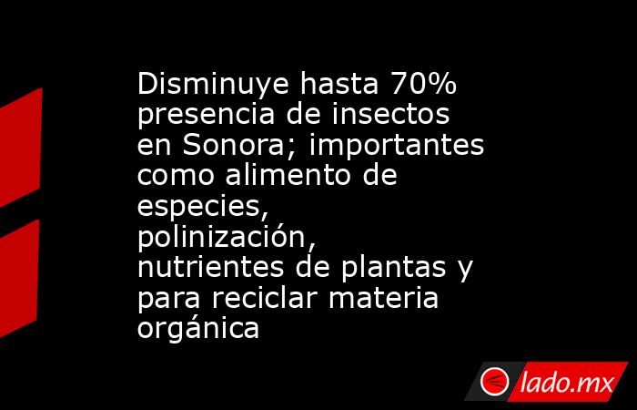 Disminuye hasta 70% presencia de insectos en Sonora; importantes como alimento de especies, polinización, nutrientes de plantas y para reciclar materia orgánica. Noticias en tiempo real