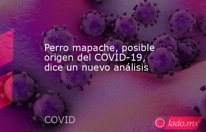 Perro mapache, posible origen del COVID-19, dice un nuevo análisis. Noticias en tiempo real