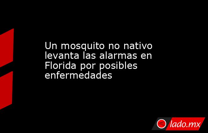 Un mosquito no nativo levanta las alarmas en Florida por posibles enfermedades. Noticias en tiempo real