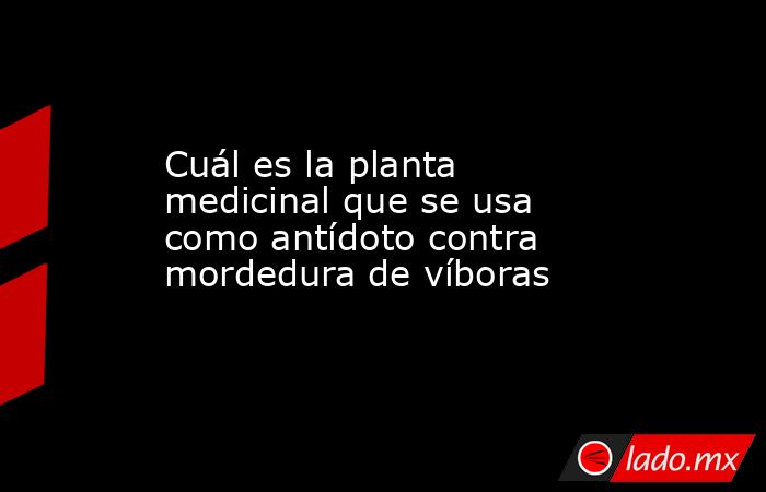 Cuál es la planta medicinal que se usa como antídoto contra mordedura de víboras. Noticias en tiempo real