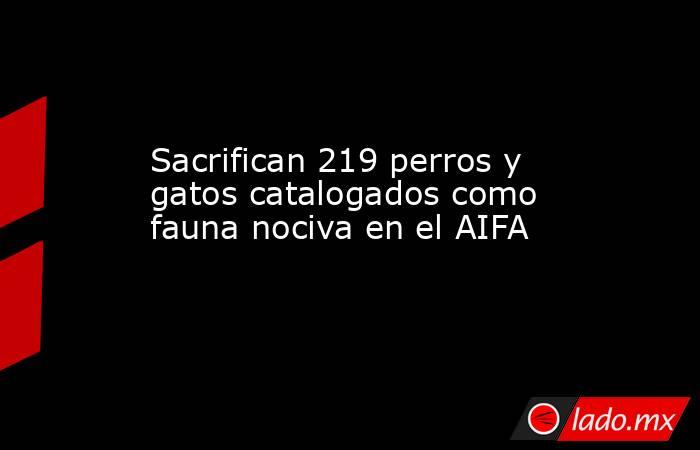 Sacrifican 219 perros y gatos catalogados como fauna nociva en el AIFA. Noticias en tiempo real