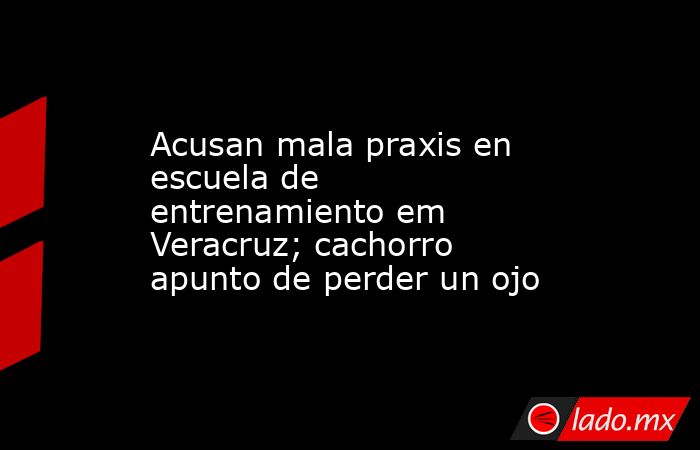 Acusan mala praxis en escuela de entrenamiento em Veracruz; cachorro apunto de perder un ojo. Noticias en tiempo real