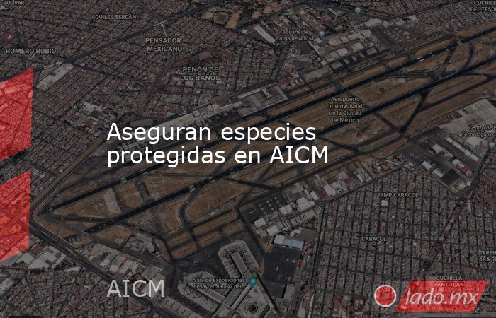 Aseguran especies protegidas en AICM. Noticias en tiempo real