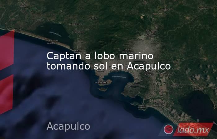 Captan a lobo marino tomando sol en Acapulco. Noticias en tiempo real