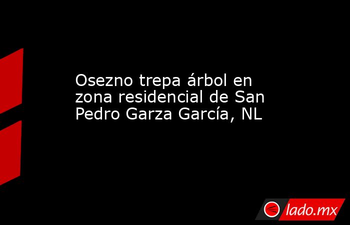 Osezno trepa árbol en zona residencial de San Pedro Garza García, NL. Noticias en tiempo real