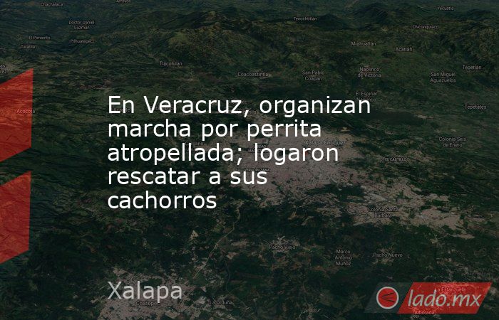 En Veracruz, organizan marcha por perrita atropellada; logaron rescatar a sus cachorros. Noticias en tiempo real