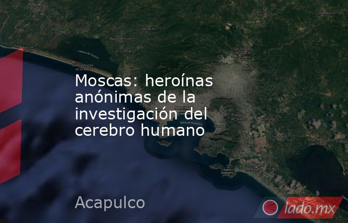 Moscas: heroínas anónimas de la investigación del cerebro humano. Noticias en tiempo real