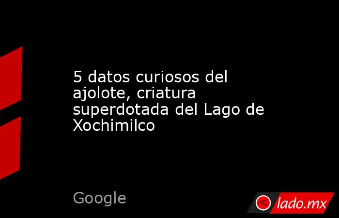5 datos curiosos del ajolote, criatura superdotada del Lago de Xochimilco. Noticias en tiempo real