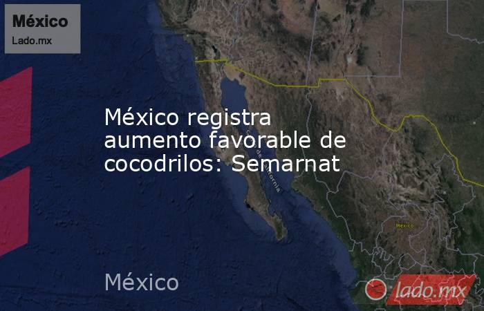 México registra aumento favorable de cocodrilos: Semarnat. Noticias en tiempo real