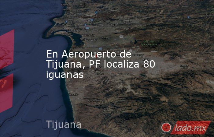 En Aeropuerto de Tijuana, PF localiza 80 iguanas. Noticias en tiempo real