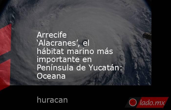 Arrecife ‘Alacranes’, el hábitat marino más importante en Península de Yucatán: Oceana. Noticias en tiempo real