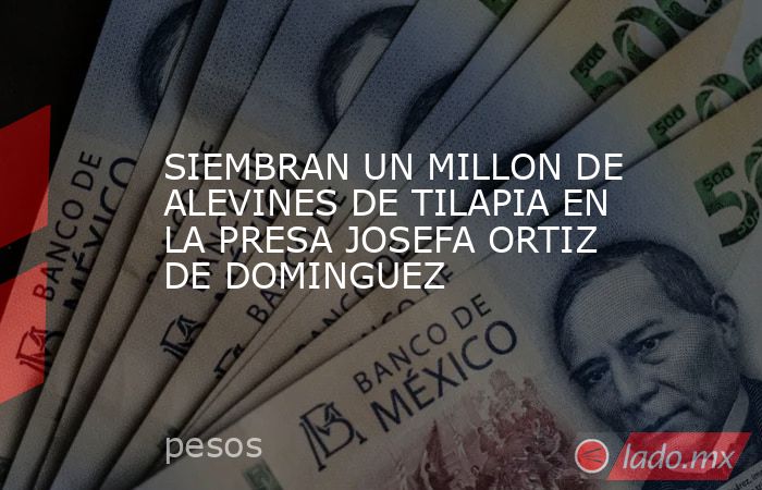 SIEMBRAN UN MILLON DE ALEVINES DE TILAPIA EN LA PRESA JOSEFA ORTIZ DE DOMINGUEZ. Noticias en tiempo real