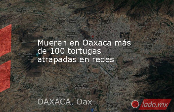 Mueren en Oaxaca más de 100 tortugas atrapadas en redes. Noticias en tiempo real