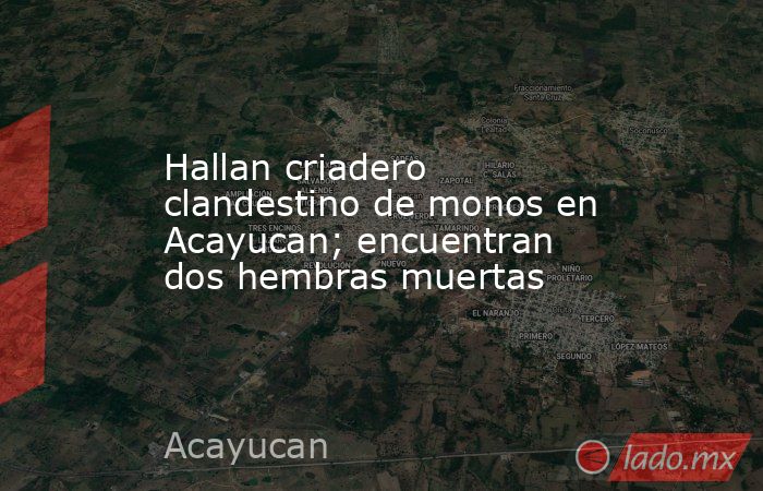 Hallan criadero clandestino de monos en Acayucan; encuentran dos hembras muertas. Noticias en tiempo real