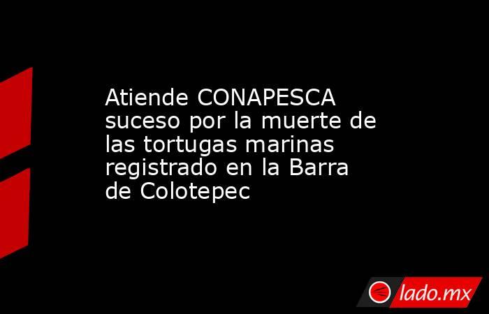Atiende CONAPESCA suceso por la muerte de las tortugas marinas registrado en la Barra de Colotepec. Noticias en tiempo real