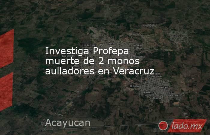 Investiga Profepa muerte de 2 monos aulladores en Veracruz. Noticias en tiempo real