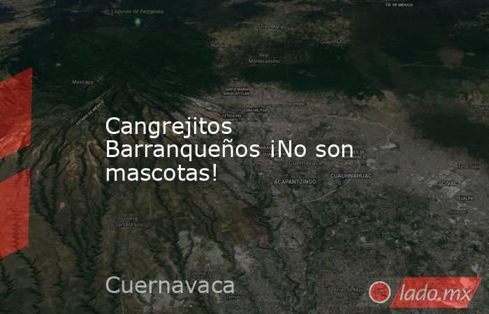 Cangrejitos Barranqueños ¡No son mascotas!. Noticias en tiempo real