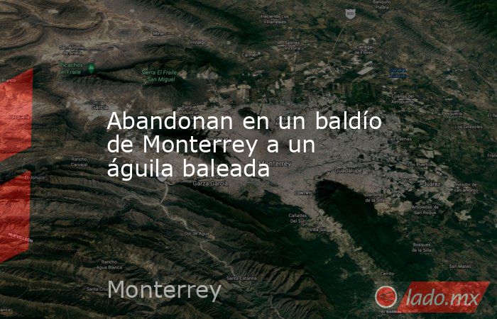 Abandonan en un baldío de Monterrey a un águila baleada. Noticias en tiempo real