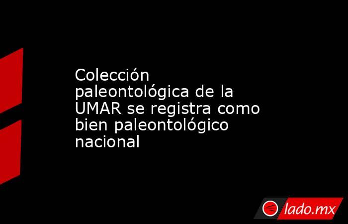 Colección paleontológica de la UMAR se registra como bien paleontológico nacional. Noticias en tiempo real