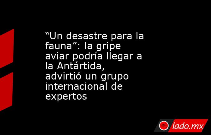 “Un desastre para la fauna”: la gripe aviar podría llegar a la Antártida, advirtió un grupo internacional de expertos . Noticias en tiempo real