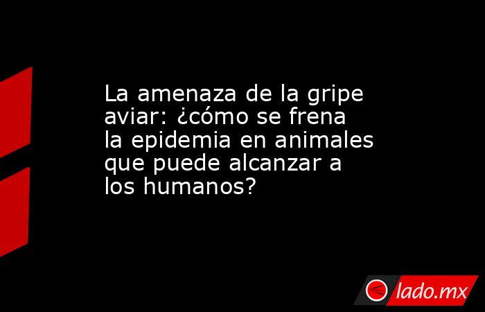 La amenaza de la gripe aviar: ¿cómo se frena la epidemia en animales que puede alcanzar a los humanos? . Noticias en tiempo real