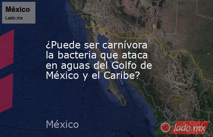 ¿Puede ser carnívora la bacteria que ataca en aguas del Golfo de México y el Caribe?. Noticias en tiempo real