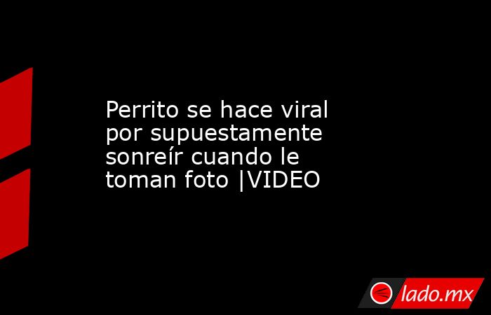 Perrito se hace viral por supuestamente sonreír cuando le toman foto |VIDEO. Noticias en tiempo real