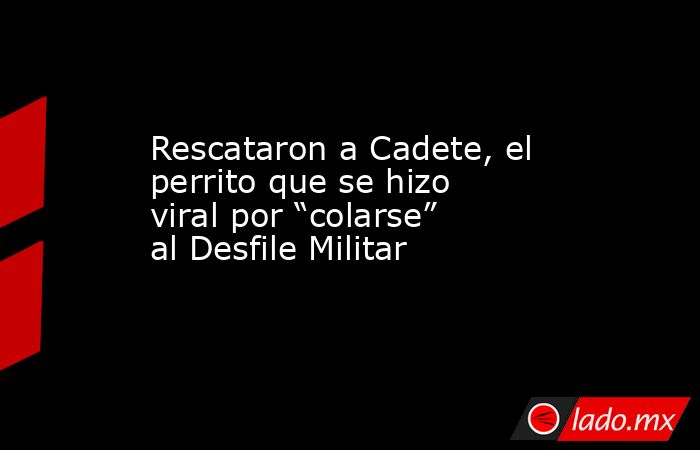 Rescataron a Cadete, el perrito que se hizo viral por “colarse” al Desfile Militar. Noticias en tiempo real