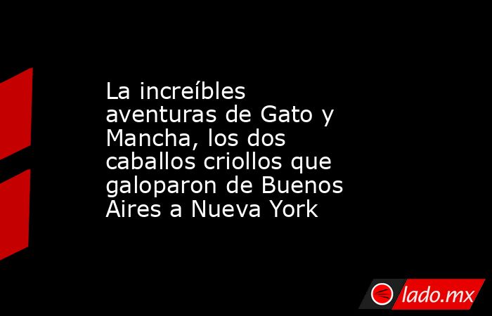La increíbles aventuras de Gato y Mancha, los dos caballos criollos que galoparon de Buenos Aires a Nueva York. Noticias en tiempo real
