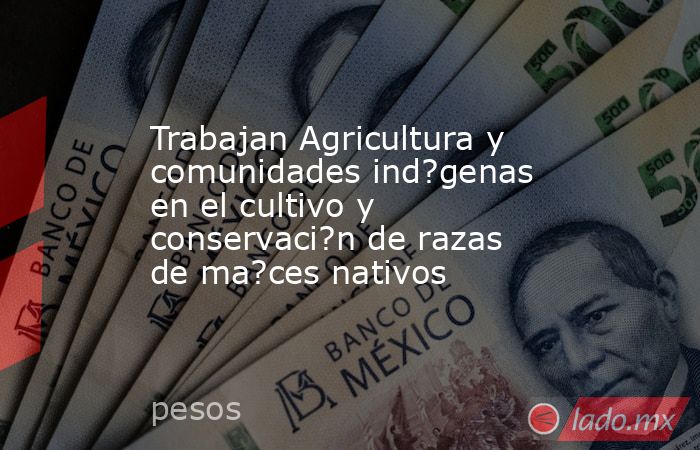 Trabajan Agricultura y comunidades ind?genas en el cultivo y conservaci?n de razas de ma?ces nativos. Noticias en tiempo real