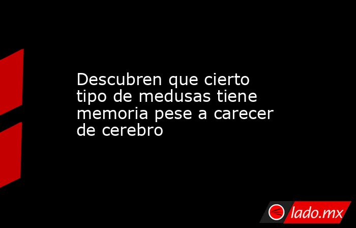Descubren que cierto tipo de medusas tiene memoria pese a carecer de cerebro. Noticias en tiempo real
