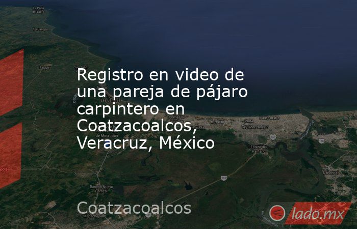 Registro en video de una pareja de pájaro carpintero en Coatzacoalcos, Veracruz, México. Noticias en tiempo real