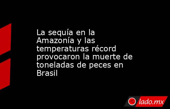 La sequía en la Amazonía y las temperaturas récord provocaron la muerte de toneladas de peces en Brasil. Noticias en tiempo real