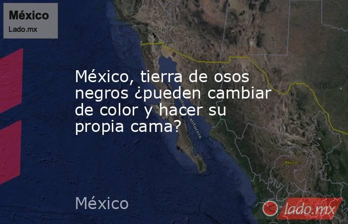 México, tierra de osos negros ¿pueden cambiar de color y hacer su propia cama?. Noticias en tiempo real